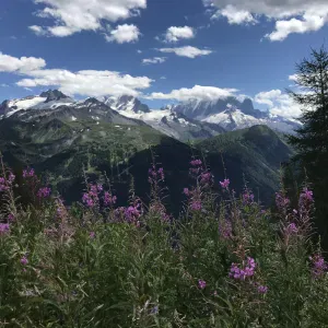 Promenade pour chien