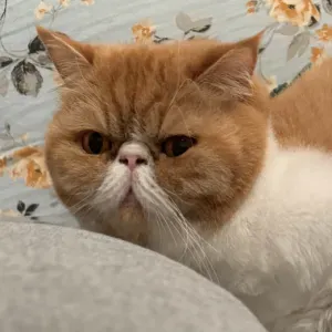 Garde de chat - Août / Septembre