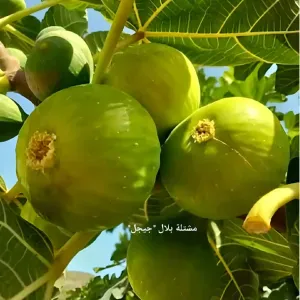 Garde vos bébés animaux