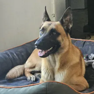 recherche pet sitter début aout.