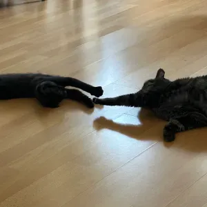 Nounou pour chats à Toulouse centre 