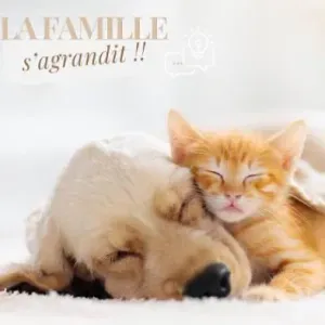 Promeneur de chiens occasionnellement