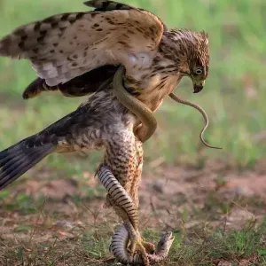 Lavoro badante Silvi