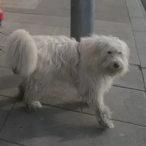 Cerco servizio di pulizia in zona Impruneta