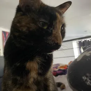 Pet-Sitter sur Nancy (Meurthe-et-Moselle)