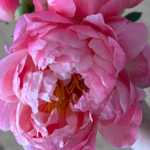 Aide à domicile pour personnes âgées 