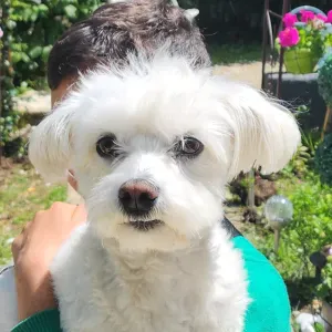 Garde de chien à votre domicile pour un mois