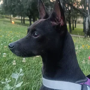 Cuidador de animales en Zaragoza 