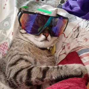 Cerco Catsitter dal 18 al 27 Luglio