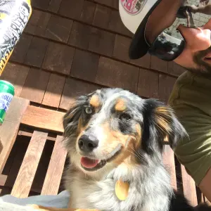 2 Dogs Staying in Linfano on Holiday