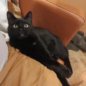 Pet-sitter sur Lécluse et alentours 