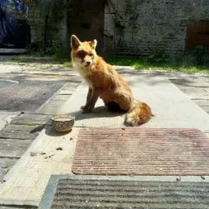 Emploi de femme de ménage Curtil-Saint-Seine