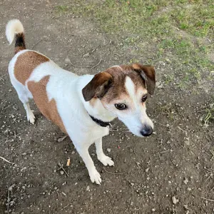 garde de mon chien pour 1 semaine en aout 2023