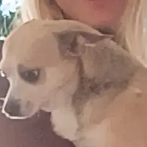 Responsible, accurate and reliable sitter 