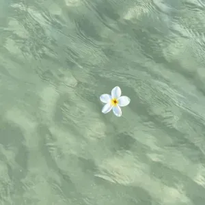 Pet sitter disponible à Colombes