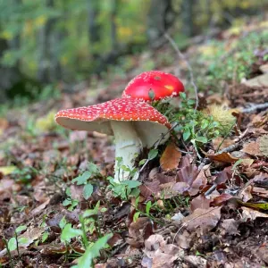 Lavoro come badante - Assistenza anziani a Pistoia