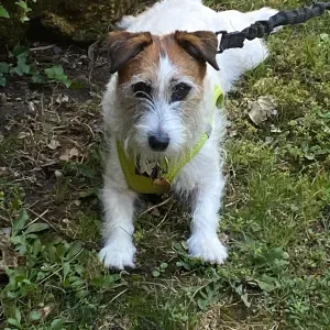 Recherche garde chienne 