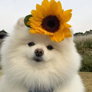 Lavoro pulizie a Scafati