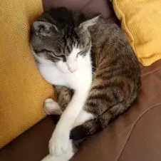 Visite Chat 6 ans, le matin entre 9 et 10H