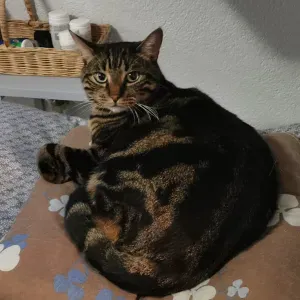 Pet sitter à Paris ( gentilly )