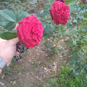 certificat garde enfants assistante maternelle 