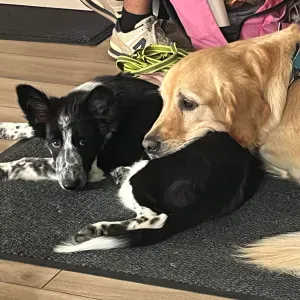 Pet-sitter à Lyon pour promenades et jeux.