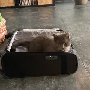 A la recherche d'un(e) pet sitter 