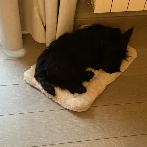 Recherche pet sitter à Richardmenil