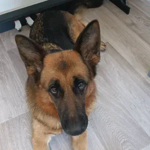 Recherche moyen de garde février 