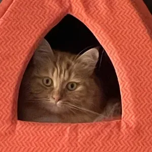 Offerta di lavoro per petsitter a Milano