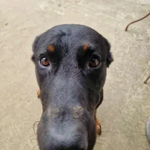 Ado de ménage responsable autour de conlie