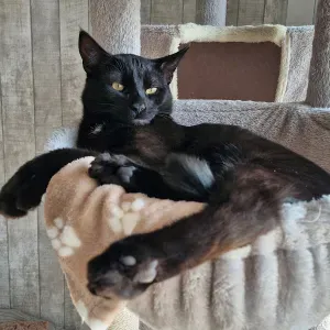 Offre d'emploi pour un(e) petsitter à Flémalle