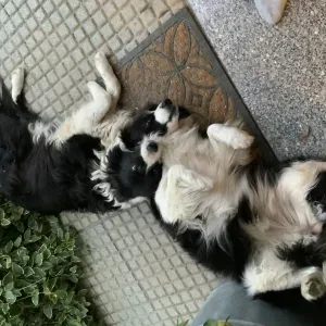 Servizio di pet sitting Magenta