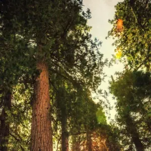 Pet-sitter passionnée et fiable