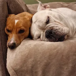 Lavoro pulizie Ornago