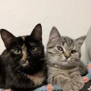 Pet-sitter àStrasbourg.Viktoria