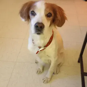 Bonjour ,à la recherche d'une garde pour mon chien.