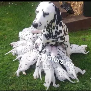 GARDE DE CHIEN ET PROMENADE