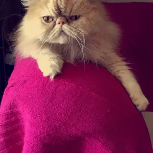 Poste de femme de ménage à Saint-Vincent-De-Barrès