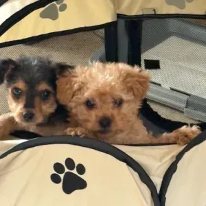 Mise en garde 2 chiots