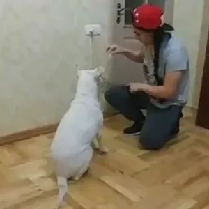 Opieka nad psami w Warszawie (dogsitter)