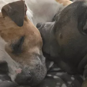 Cerco colf / signora pulizie. Ho due cani amstaff