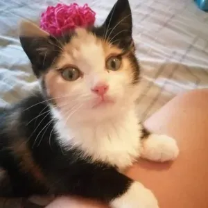 Per sitting provincia di Varese