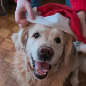 Pet-sitter attentionnée pour vos chiens et chats