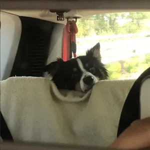 Offre d'emploi pour un(e) petsitter à Carcassonne