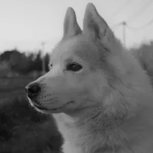 Recherche pet sitter pour Ace