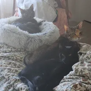 Sitter for three cats in Vagos