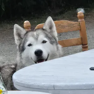 Pet-Sistter dans la zone du mans