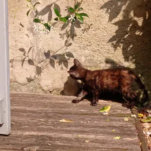 Pet Sitter à Libourne, Arveyres, Cadarsac et leurs alentours