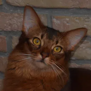 Je cherche un(e) petsitter près de chez moi